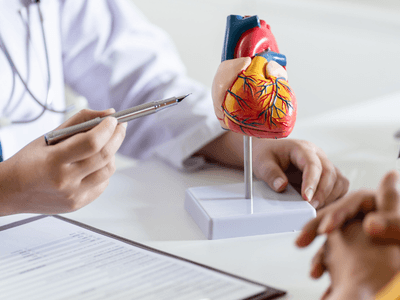A doctor explains heart anatomy using a model during a patient consultation