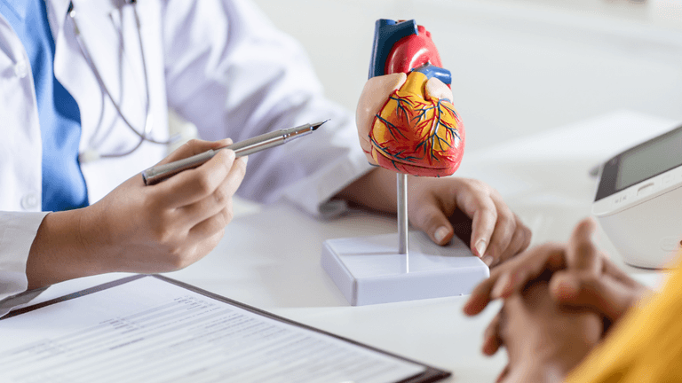 A doctor explains heart anatomy using a model during a patient consultation