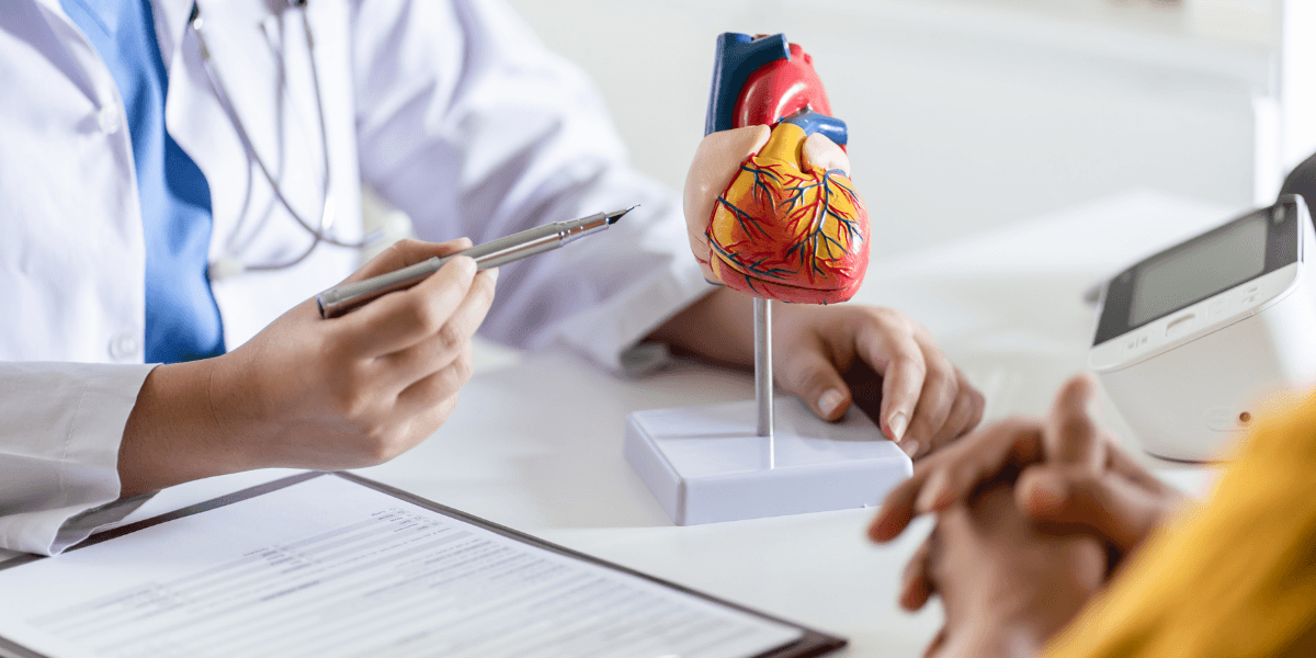 A doctor explains heart anatomy using a model during a patient consultation