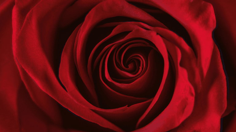 Rose Day 2026: The Beginning of Valentine’s Week and Why It Matters