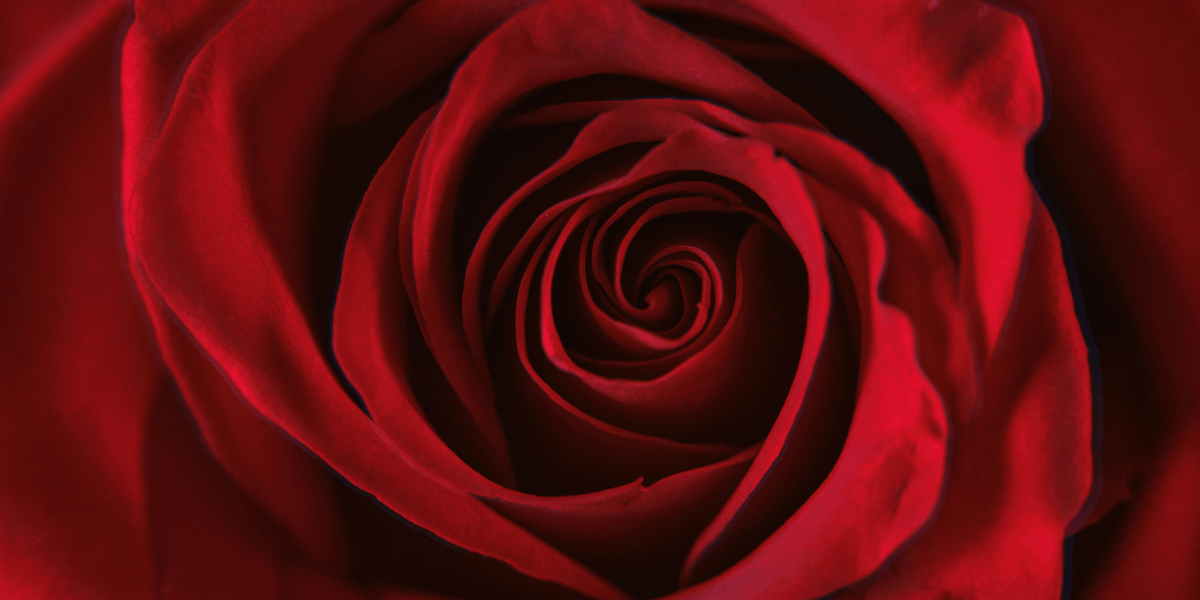 Rose Day 2026: The Beginning of Valentine’s Week and Why It Matters